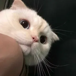 🐱 b8c3da3a chat, mignon, animal, animal de compagnie, chaton, chat blanc telegram sticker