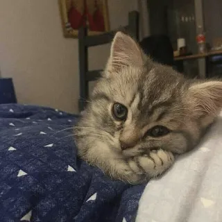 🐱 c7053052 chat, chaton, animal, mignon, domestique, animal de compagnie, félin telegram sticker