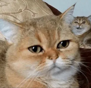 🐱 d1c84347 chat, chaton, drôle, mème, animal, animal de compagnie telegram sticker