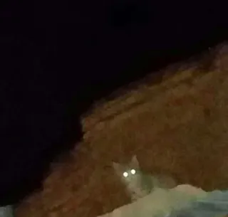 🐱 d22b5210 chat, nuit, animal, yeux, animal de compagnie, mammifère telegram sticker