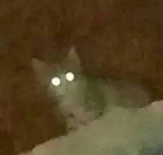 🐱 f8fd0df5 chat, animal, animal de compagnie, yeux, félin telegram sticker