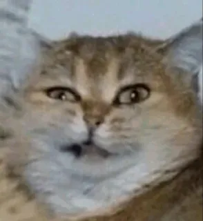 🐱 fd1ae9ea chat, animal, animal de compagnie, mème, drôle telegram sticker