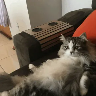 🐱 fda7493b chat, animal de compagnie, animal domestique, mammifère, duveteux, canapé telegram sticker