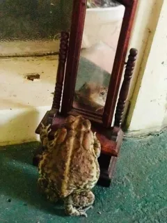 😔 0b6645a2 Kröte, Frosch, Spiegel, Reflexion, Tier, Amphibie whatsapp sticker