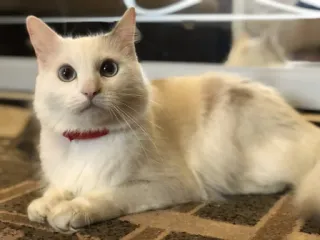 🧐 3497484e Katze, Haustier, Haustier, Tier, Katzenartig, Weiße Katze whatsapp sticker