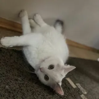 🙃 431aba8a Katze, weiße Katze, Tier, Haustier, Haustier, süß whatsapp sticker