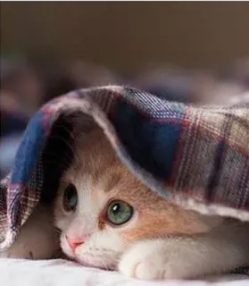 🌝 52c83258 Katze, Kätzchen, süß, Tier, Haustier, Decke, Augen whatsapp sticker