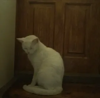 😴 55ed7378 Katze, weiße Katze, Tier, Haustier, Haustier whatsapp sticker