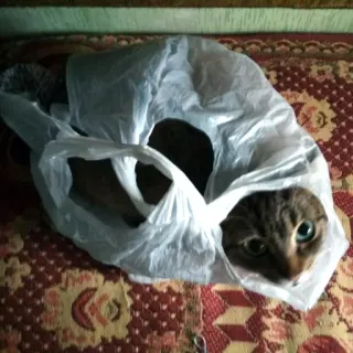 🙄 5a7dcbe9 Katze, Plastiktüte, Tier, Haustier, Kätzchen, getigert whatsapp sticker