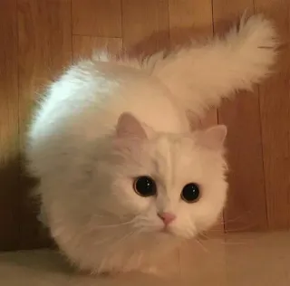 👀 75badf63 Katze, weiße Katze, flauschige Katze, süß, Tier, Haustier, Haustier whatsapp sticker