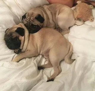 😔 853fe86b Möpse, Hunde, Haustiere, Tiere, schlafend, süß, entzückend whatsapp sticker