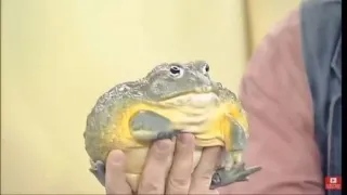 😱 f0a4dade Frosch, Tier, Wildtier, Amphibie, Natur whatsapp sticker