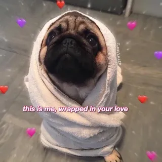 ❤️ 0cda591a this is me, wrapped in your love carlino, perro, amor, envuelto, lindo, animal telegram sticker
