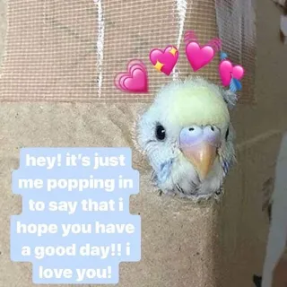 ❤️ 7165e018 hey! it's just
me popping in
to say that i
hope you have
a good day!! i
love you! pájaro, lindo, amor, saludo, sano, corazón, adorable telegram sticker