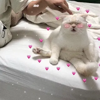 ❤️ ba08739a me
you gato, lindo, corazones, amor, mascota, animal telegram sticker