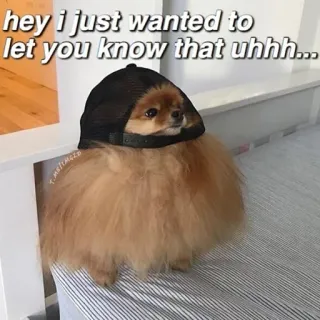 ❤️ e1745055 hey i just wanted to let you know that uhhh... perro, meme, gracioso, lindo, meme de internet, mascota telegram sticker