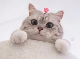 🐾 00b8b637 고양이, 귀여운, 동물, 애완동물, 꽃, 집고양이 telegram sticker