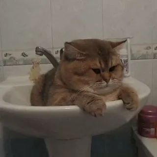 🍣 0b0091eb 고양이, 싱크대, 욕실, 귀여운, 동물, 애완동물, 고양이과 telegram sticker