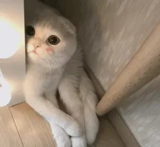 🍣 1a4b8cb6 고양이, 귀여운, 새끼 고양이, 동물, 애완 동물, 집고양이 telegram sticker