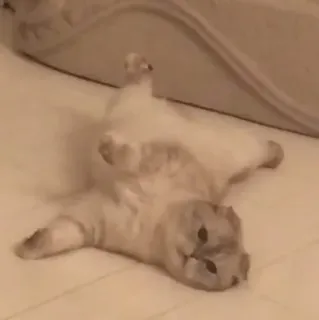 🐾 1cb3fc0b 고양이, 동물, 애완동물, 귀여운, 웃긴, 집고양이 telegram sticker