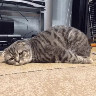 ❥ᴄᴜᴛᴇ ᴘᴇᴛs🐶🐾'♡¦ ʙʏ: @kpopstan telegram stickers