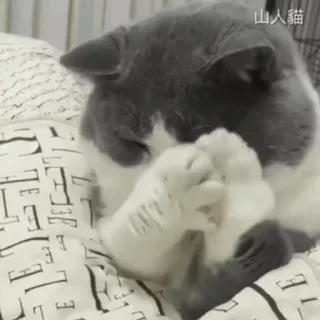 🍣 49d89986 山人貓 고양이, 귀여운, 동물, 애완동물 telegram sticker