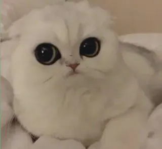 🐾 5c049cde 고양이, 귀여운, 동물, 흰색, 큰 눈 telegram sticker