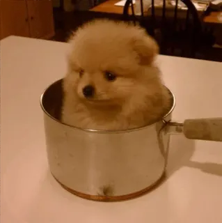 🍣 6007e491 강아지, 개, 화분, 귀여운, 동물, 애완 동물 telegram sticker