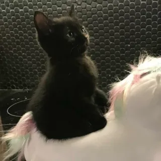🍣 673503a4 새끼 고양이, 검은 고양이, 유니콘, 애완동물, 동물, 장난감, 귀여운 telegram sticker