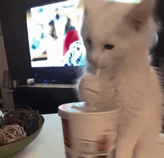 🍣 6fe7644c 고양이, 마시는, 밈, 귀여운, 동물 telegram sticker