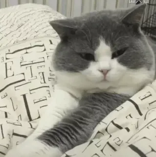 🐾 7e0954d6 고양이, 애완동물, 동물, 반려동물 telegram sticker
