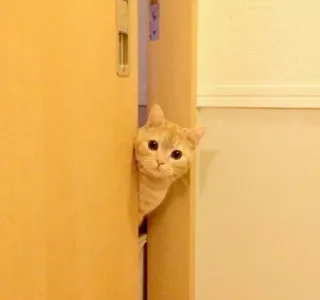 🍣 825eb01c 고양이, 동물, 귀여운, 빼꼼, 숨기, 문, 새끼고양이 telegram sticker