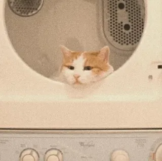 ❥ᴄᴜᴛᴇ ᴘᴇᴛs🐶🐾'♡¦ ʙʏ: @kpopstan telegram stickers