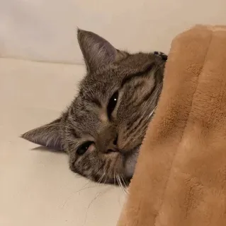 🍣 9bc81b4a 고양이, 애완동물, 동물, 얼룩고양이, 고양이과 telegram sticker