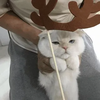 🐾 9edaeefd 고양이, 동물, 순록, 뿔, 애완동물, 귀여운 telegram sticker