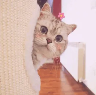 🍣 a0367eb3 고양이, 귀여운, 꽃, 애완동물, 동물, 새끼 고양이, 집고양이 telegram sticker