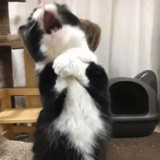 🐾 a2d73155 고양이, 하품, 동물, 애완 동물, 포유류, 흑백, 가축, 집고양이 telegram sticker