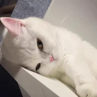 🐾 b0ef6d09 고양이, 흰 고양이, 애완 동물, 동물, 집고양이, 자는 고양이, 귀여운 telegram sticker