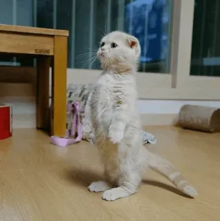 🐾 bbf5cb94 고양이, 새끼 고양이, 동물, 애완 동물, 서 있는, 귀여운, 가축 telegram sticker