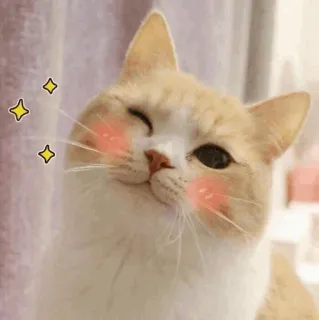 🍣 be955dc9 고양이, 귀여운, 동물, 애완동물, 윙크, 볼빨개짐 telegram sticker