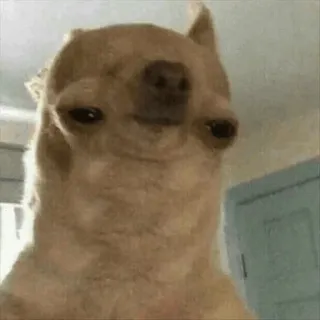 🍣 c7721205 치와와, 개, 애완동물, 동물, 웃긴, 밈 telegram sticker