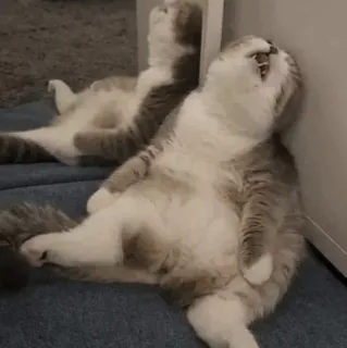 🐾 d39bd837 고양이, 귀여운, 동물, 새끼 고양이, 애완 동물, 집고양이, 게으른, 웃긴 telegram sticker