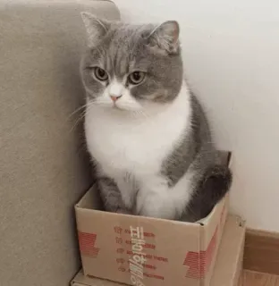 🐾 d762b886 고양이, 상자, 회색 및 흰색 고양이, 귀여운, 동물, 애완 동물, 집고양이 telegram sticker