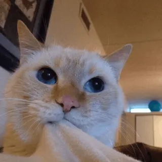 🐾 da3b3a10 고양이, 귀여운, 애완동물, 동물, 집고양이, 파란 눈, 고양이과 telegram sticker