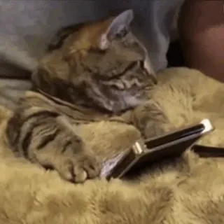 🍣 e0e6b91a 고양이, 전화, 애완 동물, 동물, 새끼 고양이, 애완용 telegram sticker