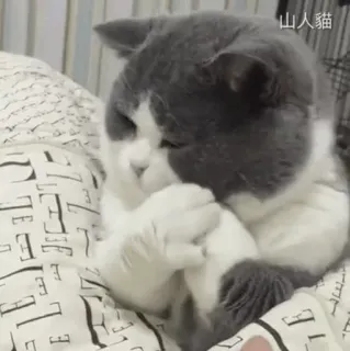 🐾 e27aadd0 山人貓 고양이, 동물, 귀여운, 애완동물, 회색 고양이, 반려동물 telegram sticker