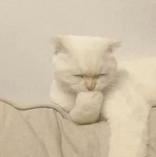 🐾 fc65c510 고양이, 흰 고양이, 동물, 애완 동물, 귀여운 telegram sticker