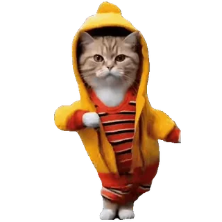 😎 266a84f5 kucing, hoodie, hewan, peliharaan, imut, anak kucing telegram sticker
