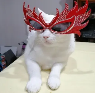 😎 0dffee1a kot, okulary przeciwsłoneczne, zwierzę, zwierzak, biały kot, okulary, słodki telegram sticker