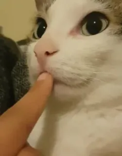 🤫 12032350 kot, zwierzę domowe, zwierzę, palec, słodki telegram sticker